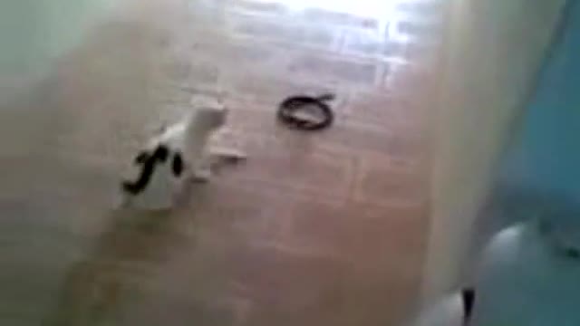 Cat Vs Snake