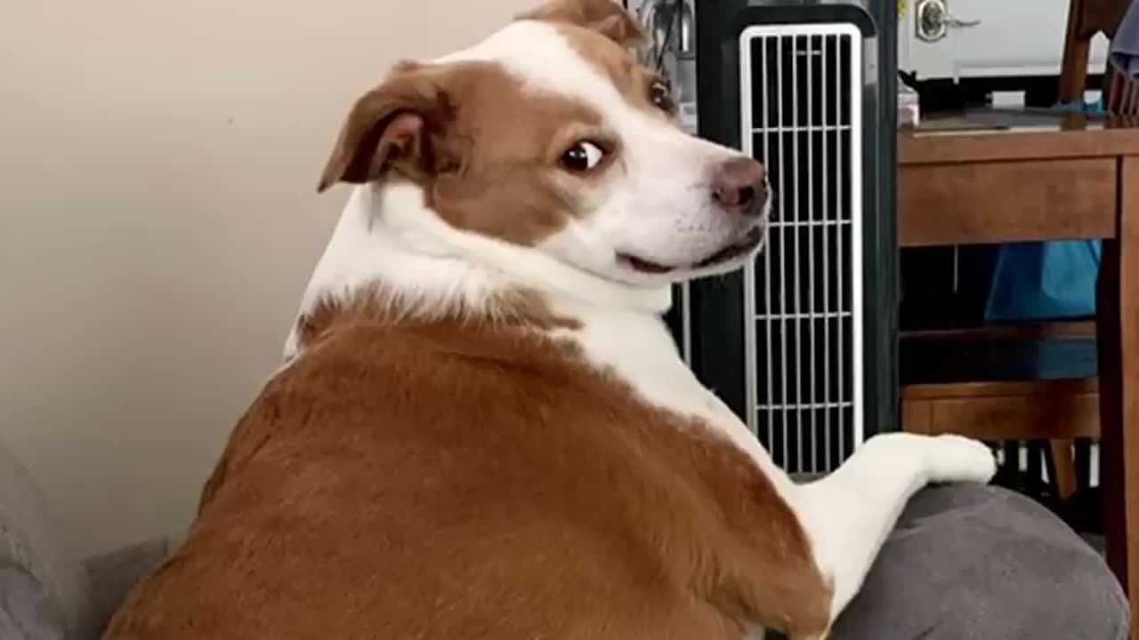 WHEN FUNNY DOGS MAKE YOU LAUGH ALL DAY🐶😭😂CUNNIEST ANIMAL VIDEOS