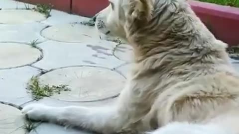 Funny video