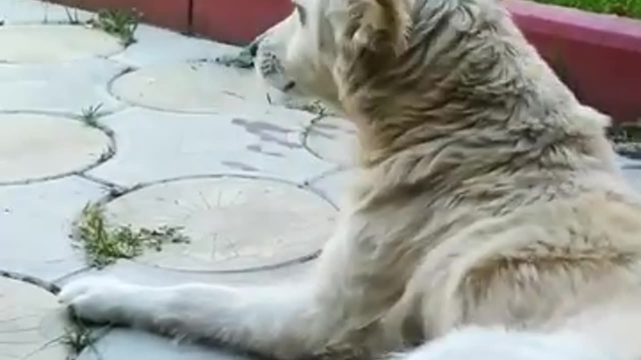 Funny video