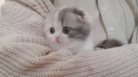 cute kitten videos short leg cat- KimsKennelUS