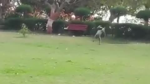 Monkey Doing Back Flip Seeing Man #shorts #shortsvideo #video #viral