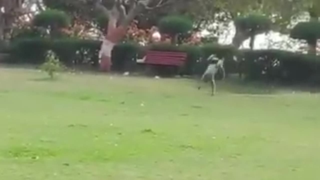 Monkey Doing Back Flip Seeing Man #shorts #shortsvideo #video #viral