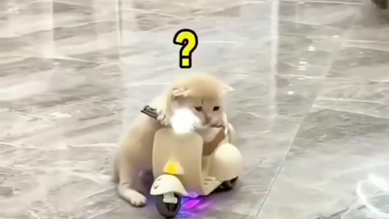 Funny cat riding a bike