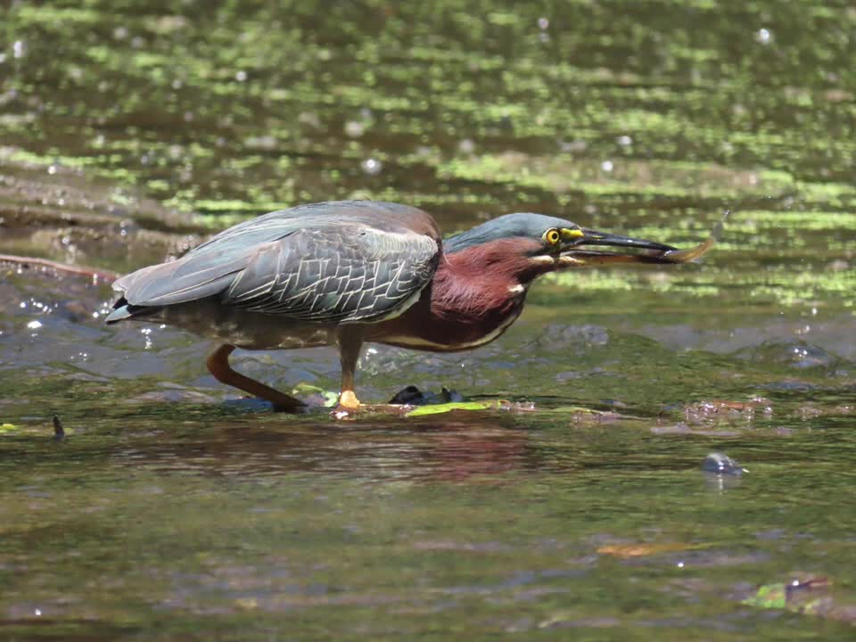 Green Heron Fishing