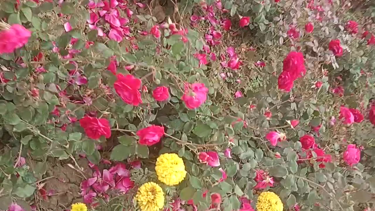 Roses 🌹 butiful flower 🌹 Ros 🌹 in garden. Woo woo 🎊