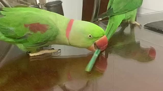 Everyone thinks about this parrot laughing so hard