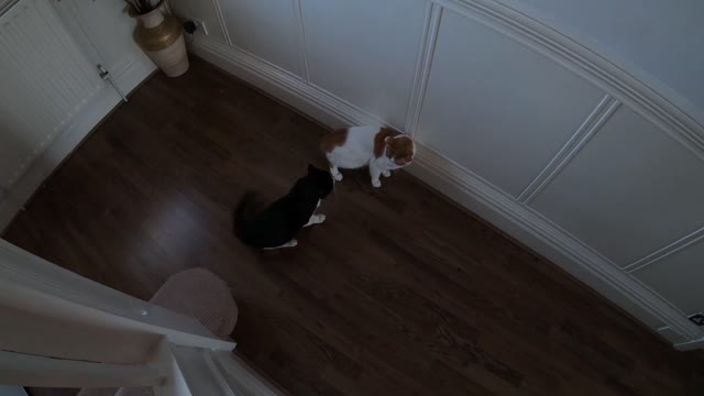 Cats Play Fighting 4K