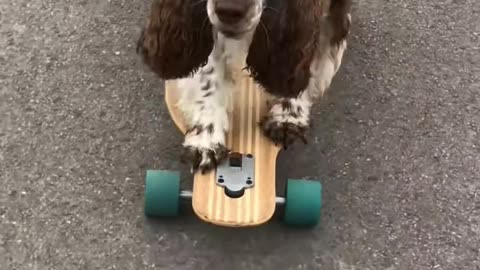 Dog Enjoys Herself While Riding Longboard in Park