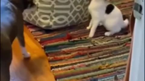 funny animals #shorts