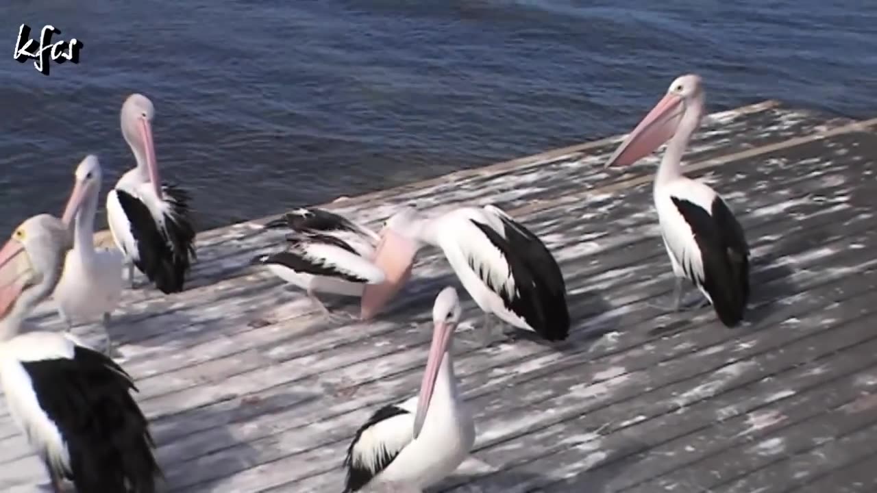 Pelican Parent Feeding It's Chick