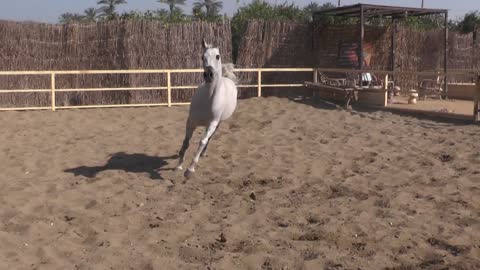 Arabian Horses at Farm