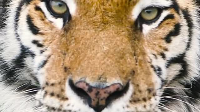The Growth of Tigers