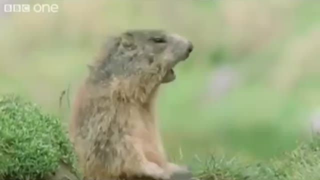 Try not to laugh 🤣 Funny Talking Animal