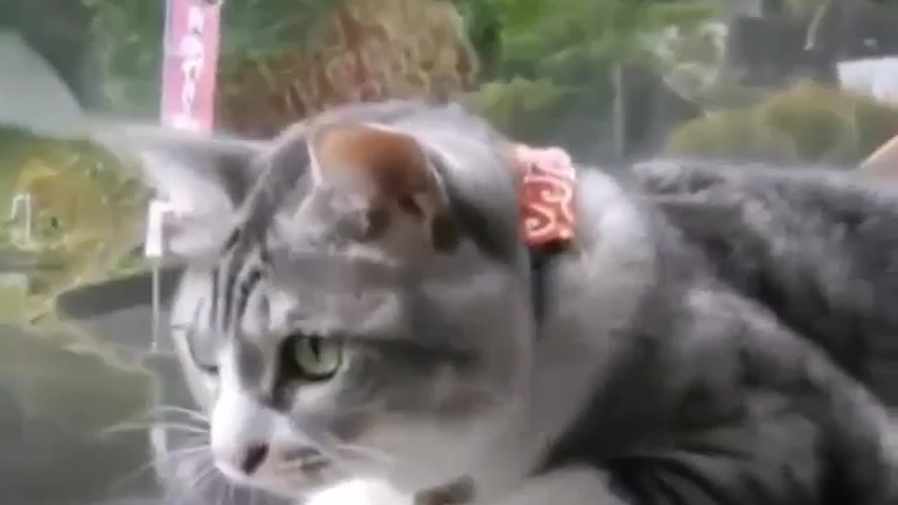 cat funny video