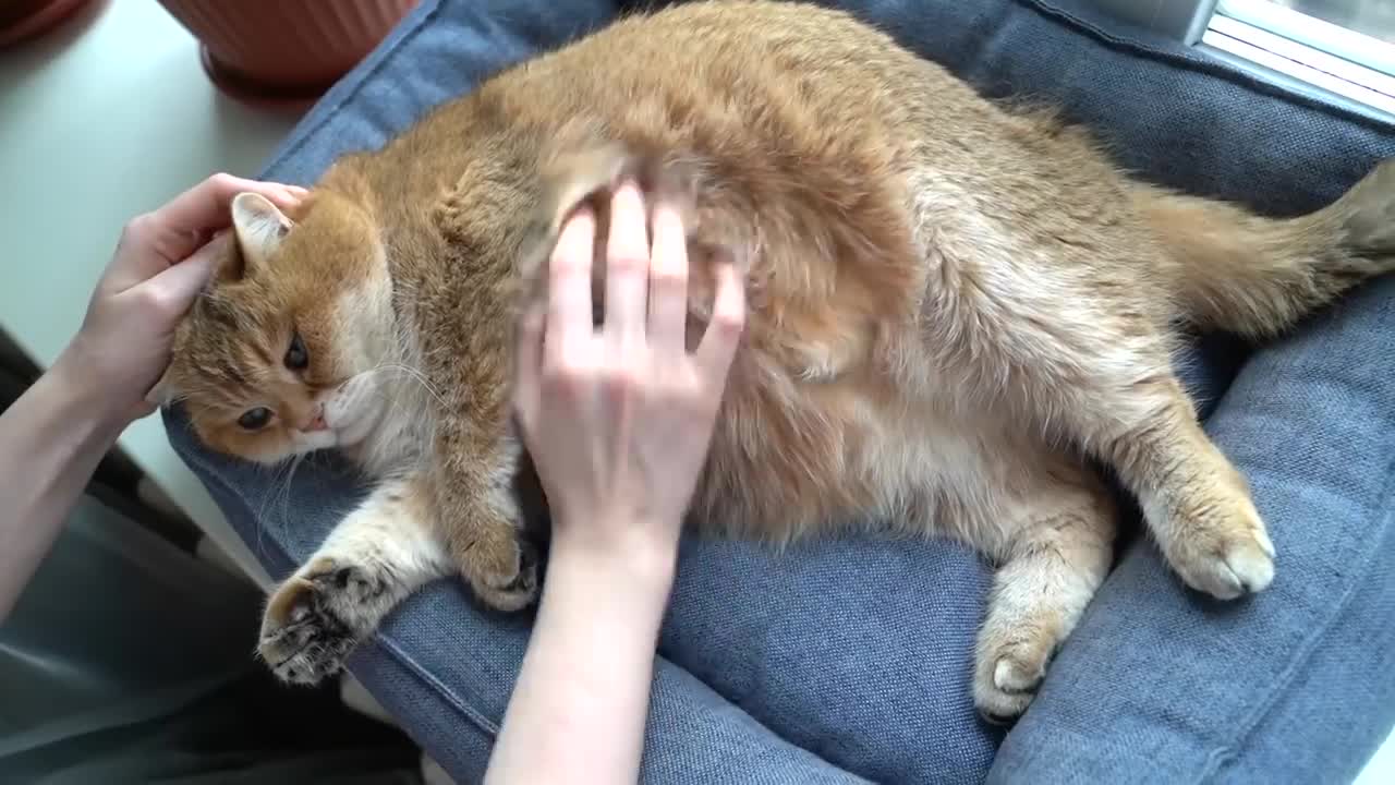 Fluffy Galaxy