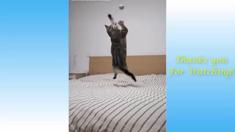 não morra de rir destes fofinhos