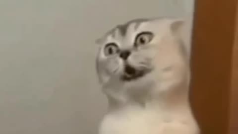Funny cat