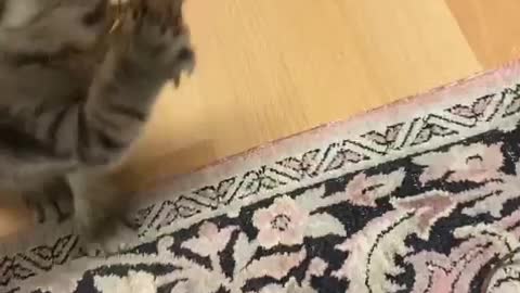 Funny confused cute cat 😍🤣