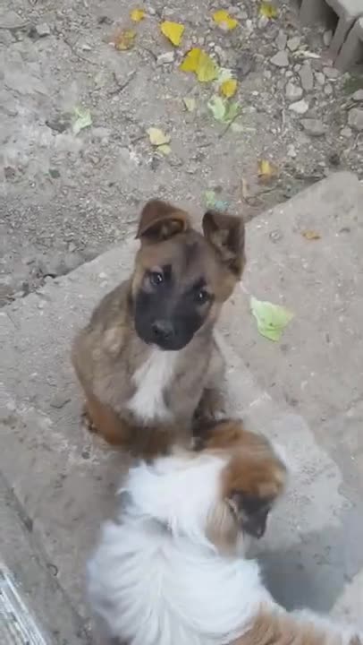 #shorts ##dogs dog#dog malinois