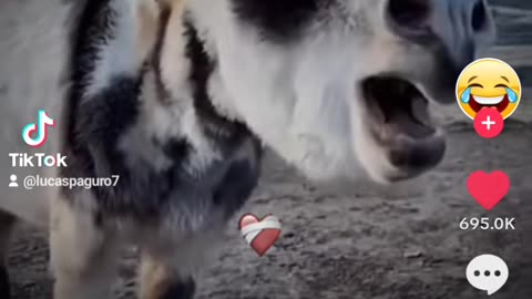 Donkey