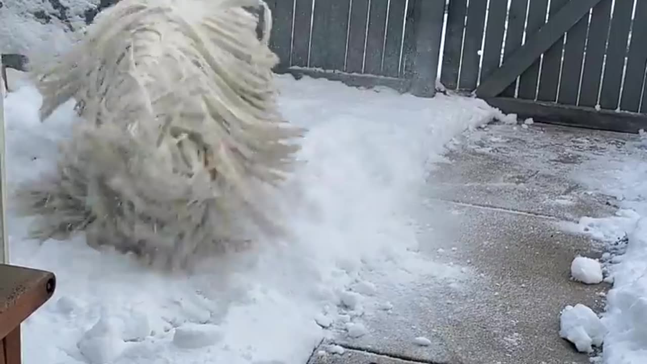 Komondor Zoomies in the Snow