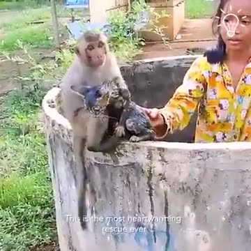 Η ΓΑΤΑ ΚΑΙ Η ΜΑΙΜΟΥ-ΔΕΙΤΕ ΤΟ ΜΕΧΡΙ ΤΟ ΤΕΛΟΣ