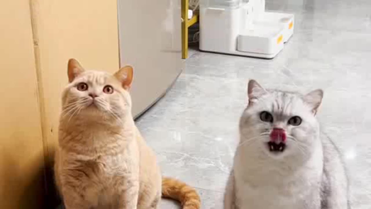 Funny cute cat