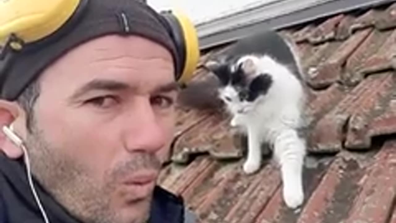 Hilarious Man Mimics cat's Meows perfectly#Cat#Shorts
