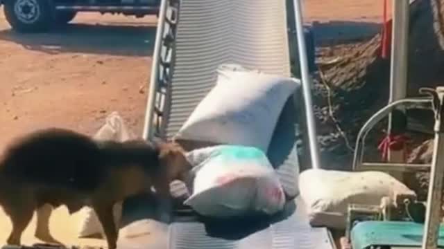 The strongest check works small Wolf dog