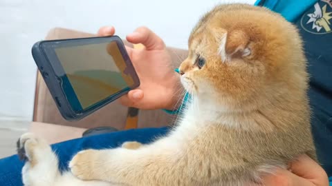 Scottish cat trying to Catch a Mouse in a YouTube video😸