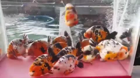 The most beautiful Calico Ranchu goldfish collection-16