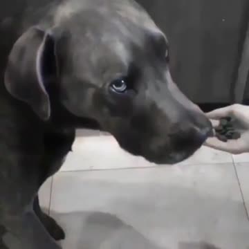 Dog Was Disappointed With His Decision.