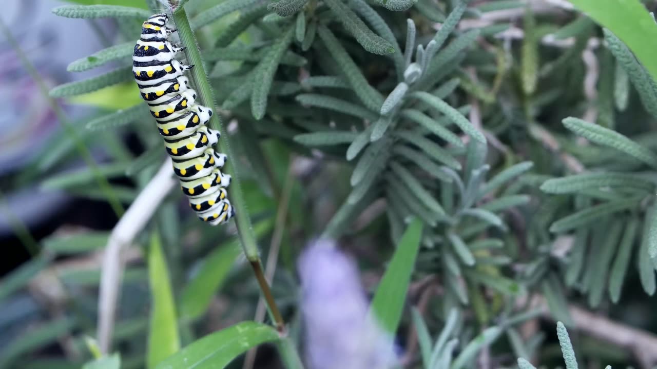 Caterpillar