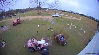 Huge Flock of Fowl Protects Property