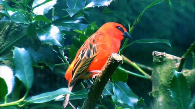 Red Fody Between Leaves A male Red Fody sitting on a leafy branch.