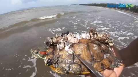 He crawl on the shore with hundred barnacles covered on his shell, desperate searching for help!