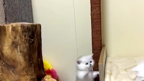 Animal funny - kitten's cute