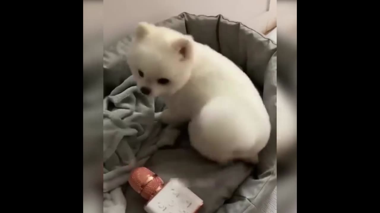 These funny cats and dogs will blow your mind 😂💯/funny cats and dogs part 1