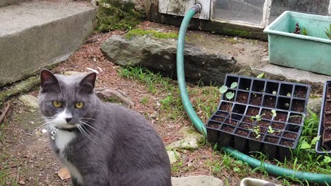 Grey-Cat-Stairs-Animal-Mammal ||❤Animals Lover❤||