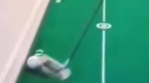 Cat playing video