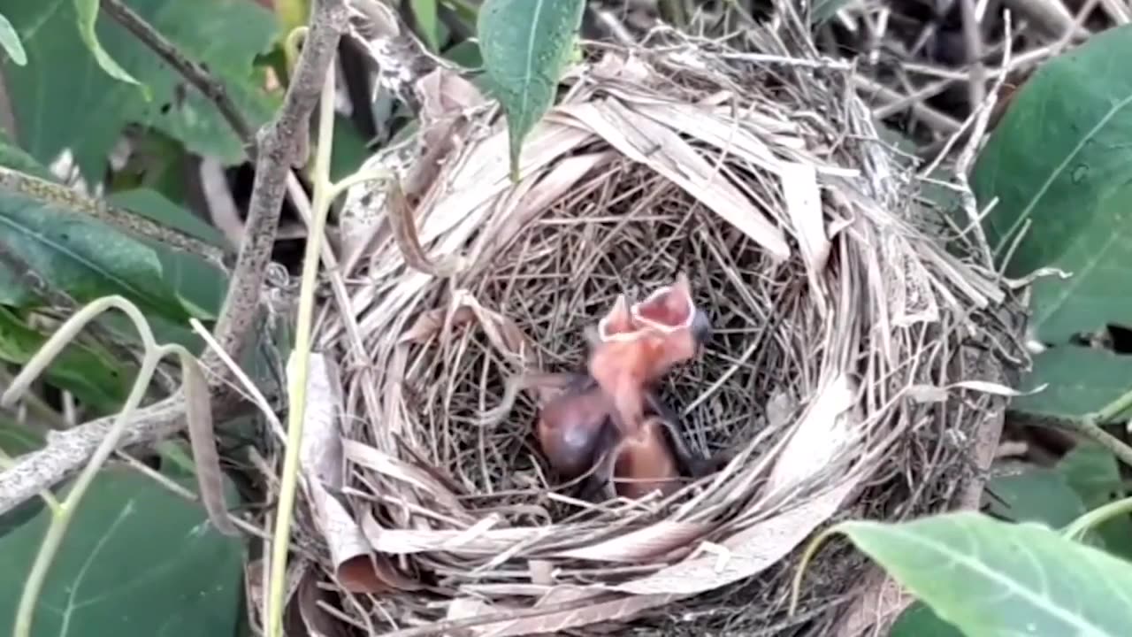 Seeing trucukan bird nests in nature from small to large