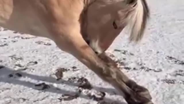 Cute And funny horse Videos Compilation cute moment of the horses - Cutest Horse #16