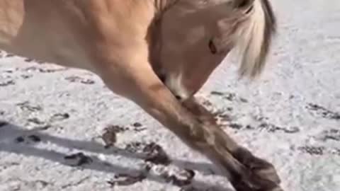 Cute And funny horse Videos Compilation cute moment of the horses - Cutest Horse #16