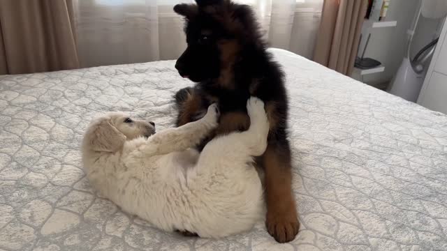 German Shepherd Puppy and Golden Retriever Puppy Playing for the First Time!