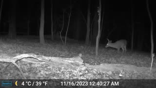 Buck With Sounds of Coyotes in the Background