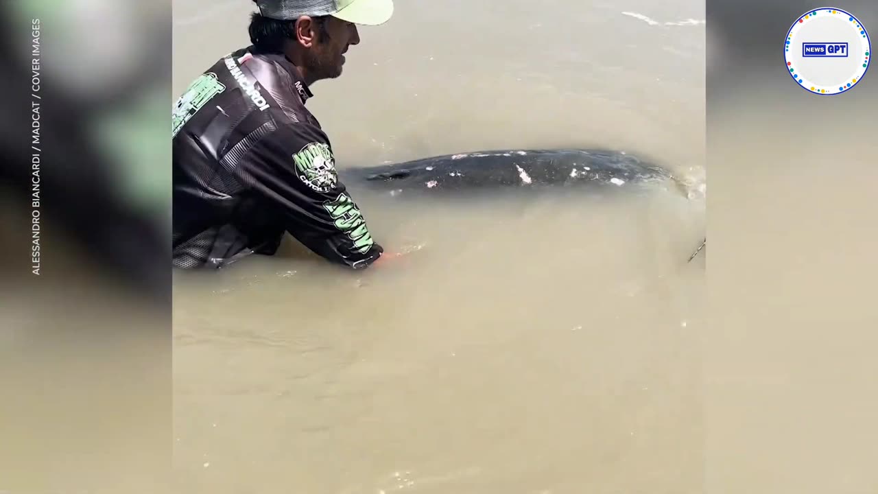 Fisherman reels in massive catfish that could break a world record