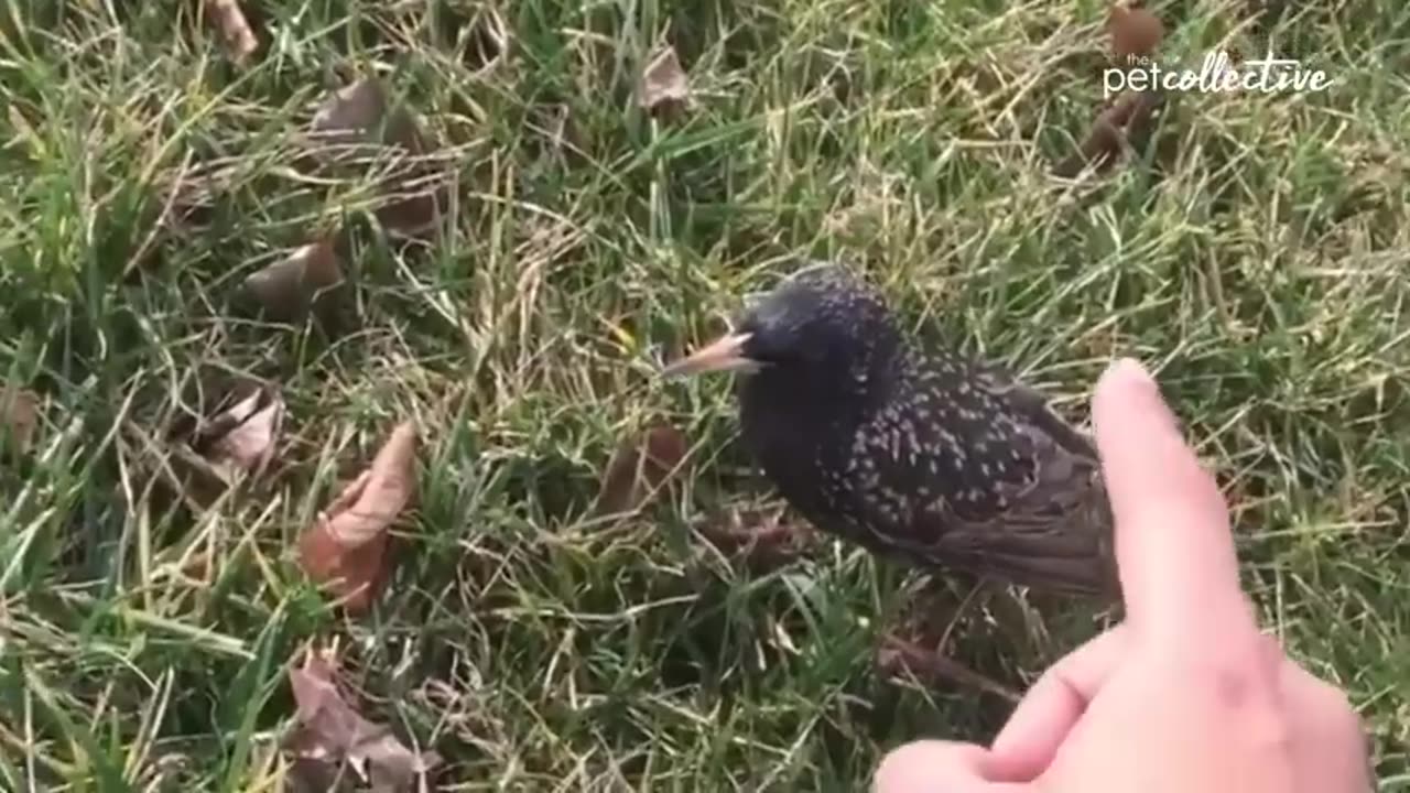 very funny bird video