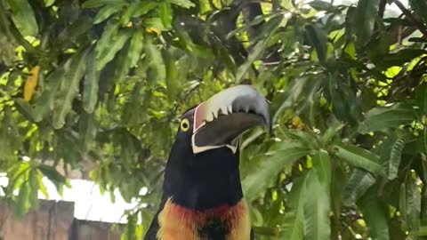 Collared Aracari Toucan Rams Window