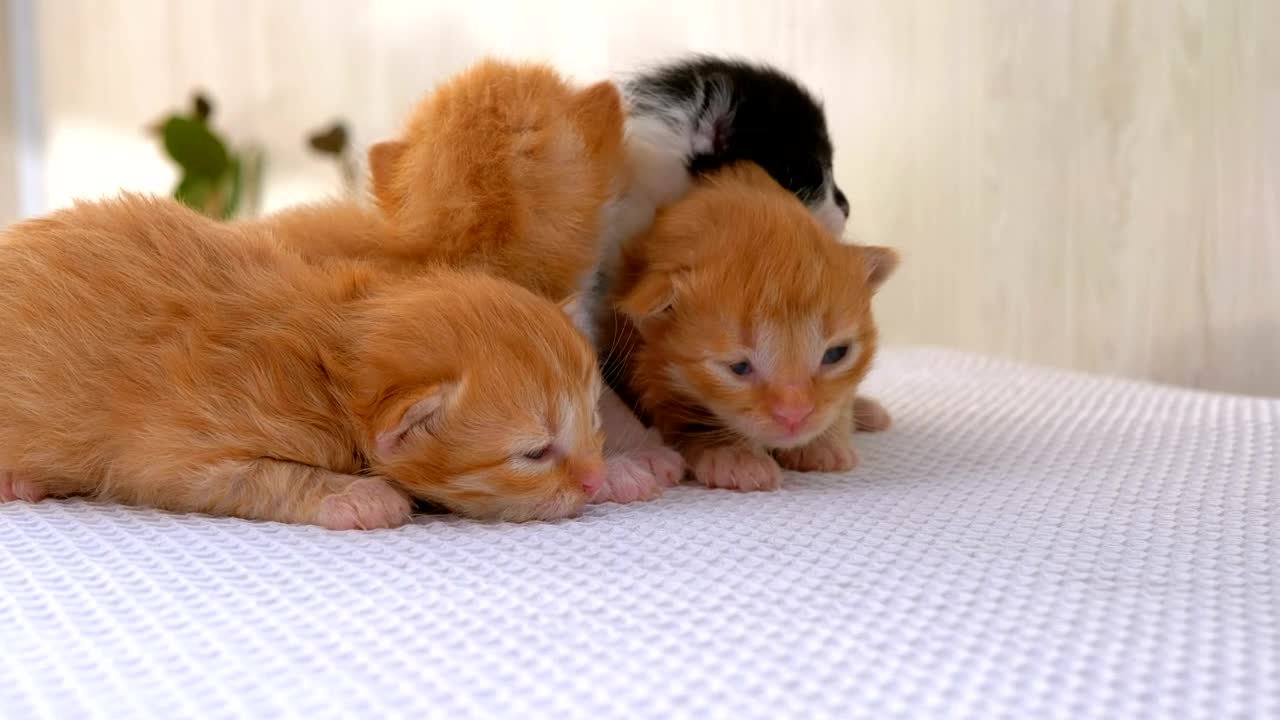 A group of kittens that have just been born